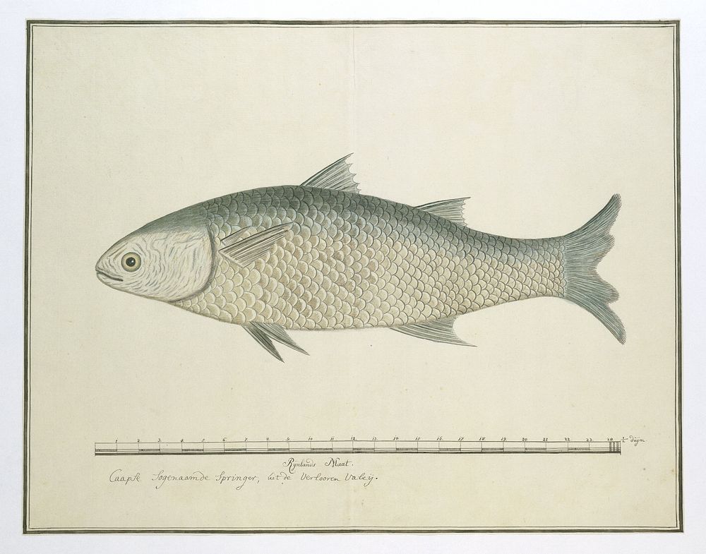 Mugil cephalus (Flathead grey mullet) (1777 - 1786) by Robert Jacob Gordon