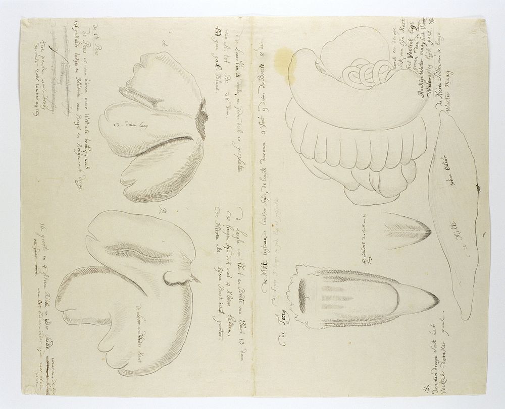 Diceros bicornis bicornis (Rhinoceros), organs (in or after 1778) by Robert Jacob Gordon