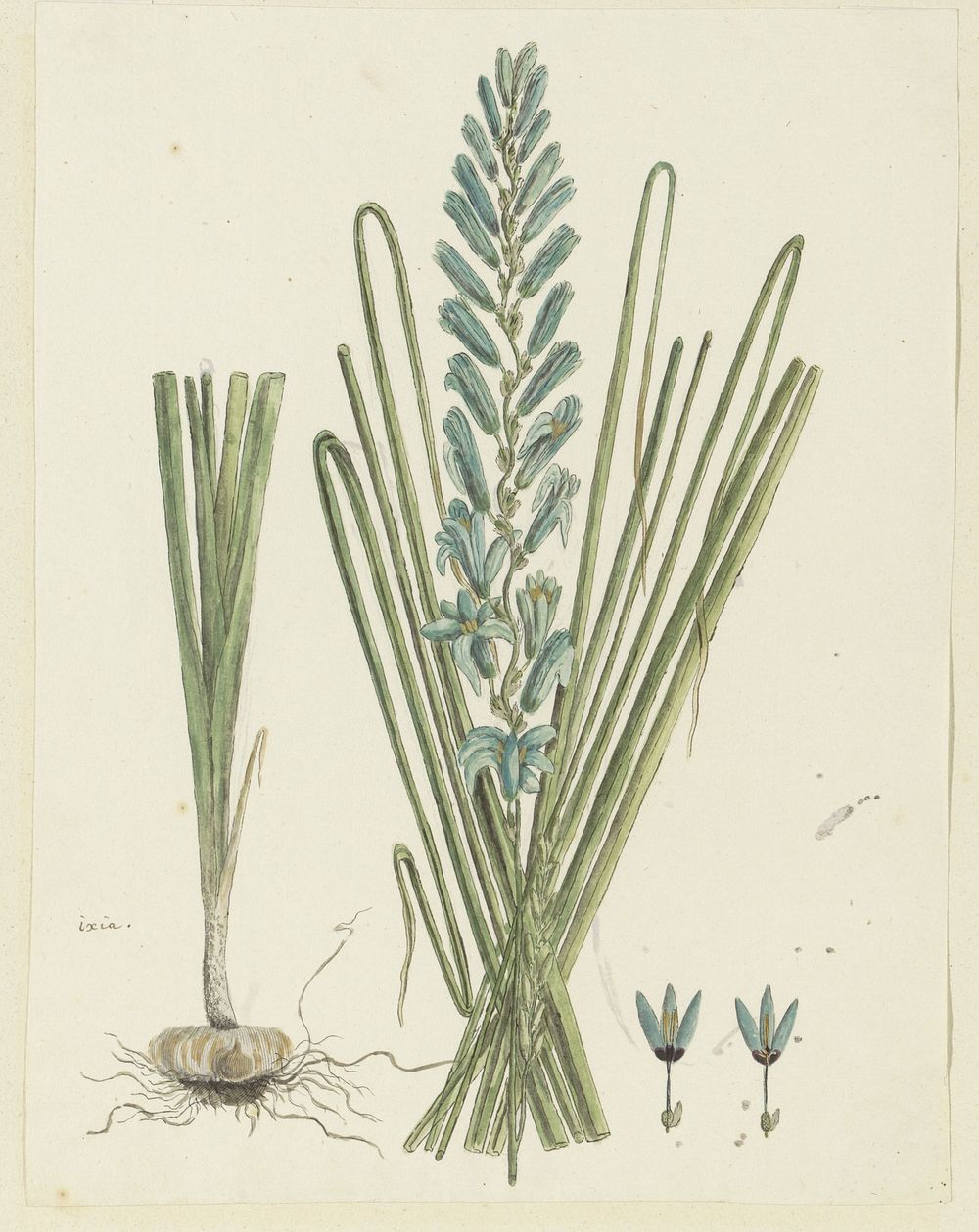 Ixia viridiflora Larn. (Turqoise ixia) (1777 - 1786) by Robert Jacob Gordon