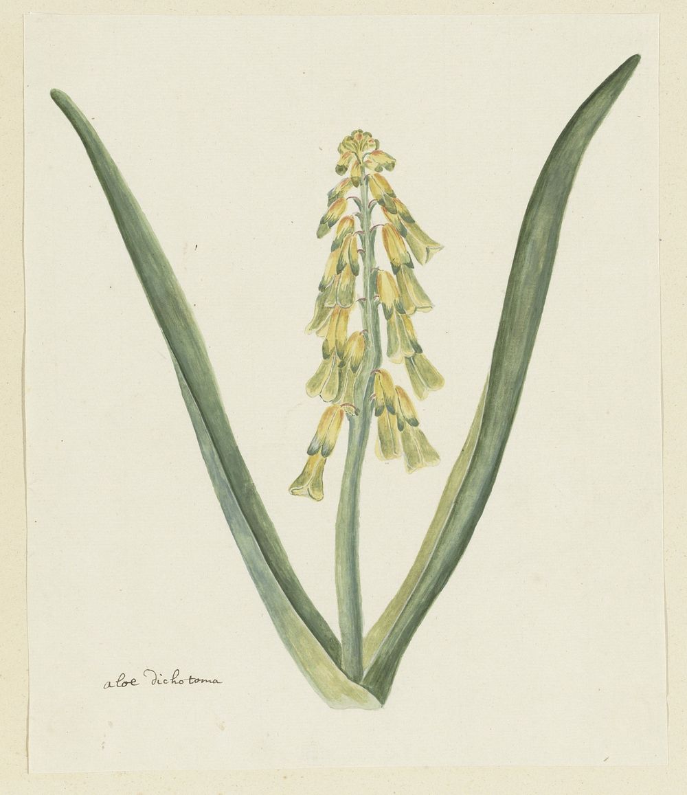 Lachenalia aloides (L.f.) Engl. (Opal flower) (1777 - 1786) by Robert Jacob Gordon