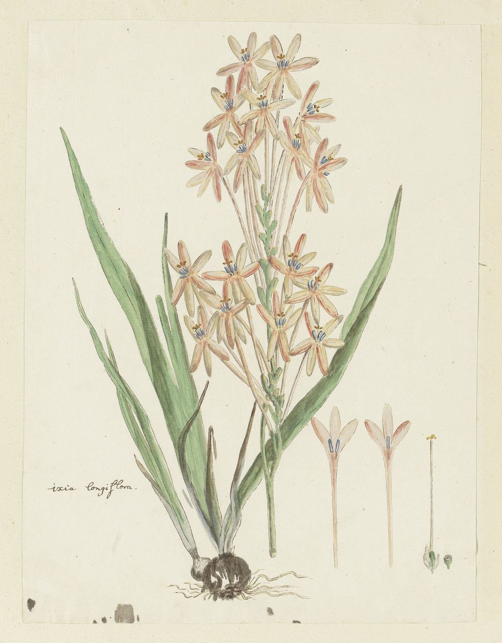 Ixia paniculata D. Delaroche (1777 - 1786) by Robert Jacob Gordon