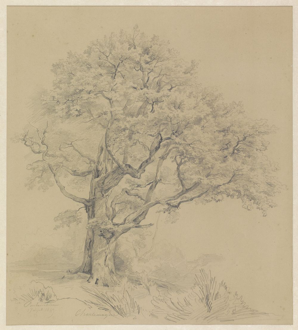 Boom te Fontainebleau (1849) by Pierre Louis Dubourcq