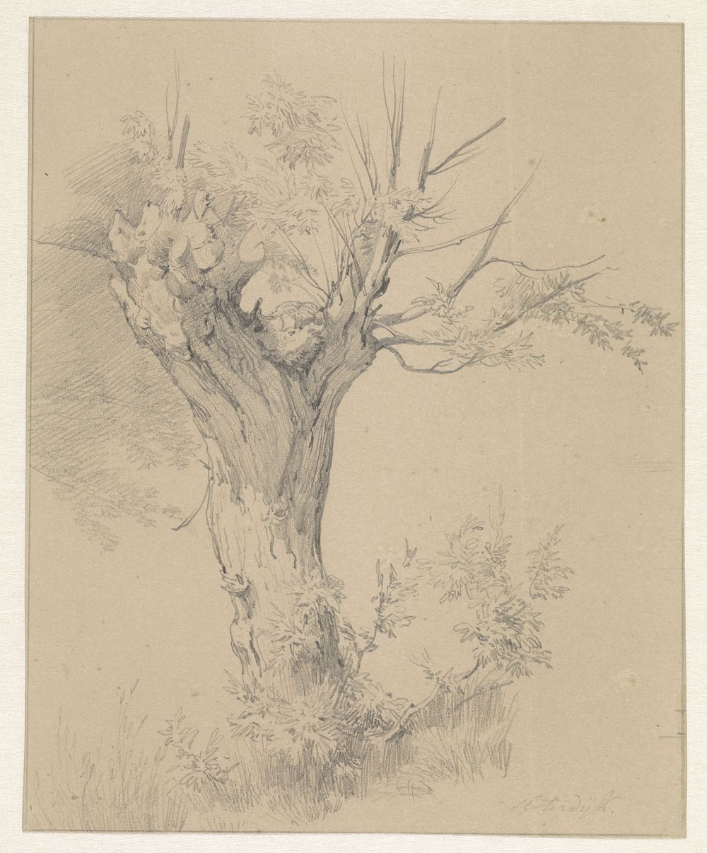 Knotwilg te Sloterdijk (1825 - 1873) by Pierre Louis Dubourcq