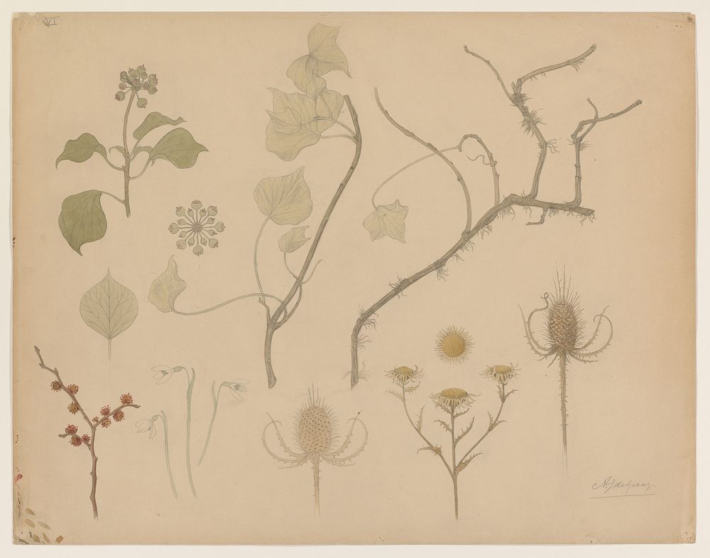 Studies van takjes, bloemen en distels (1887 - 1924) by Julie de Graag