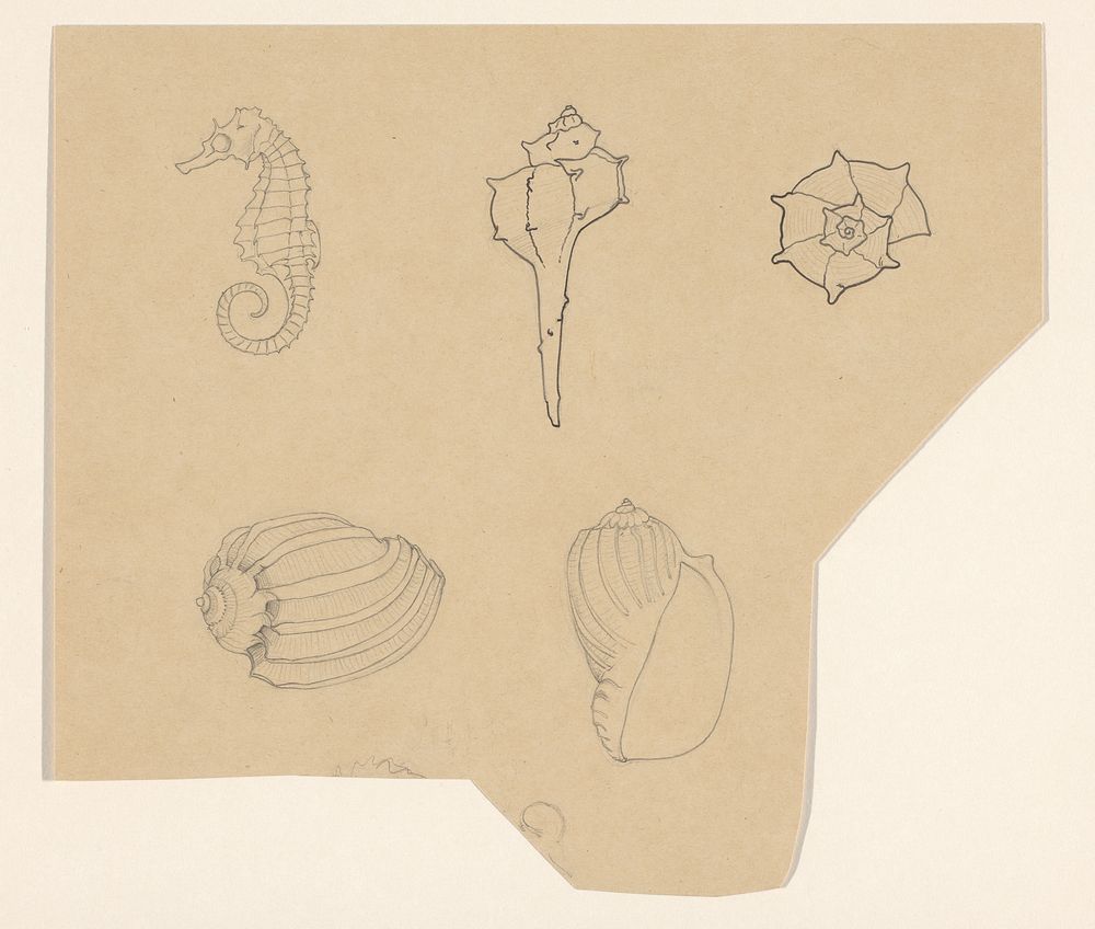 Studieblad met schelpen en een zeepaardje (1887 - 1924) by Julie de Graag