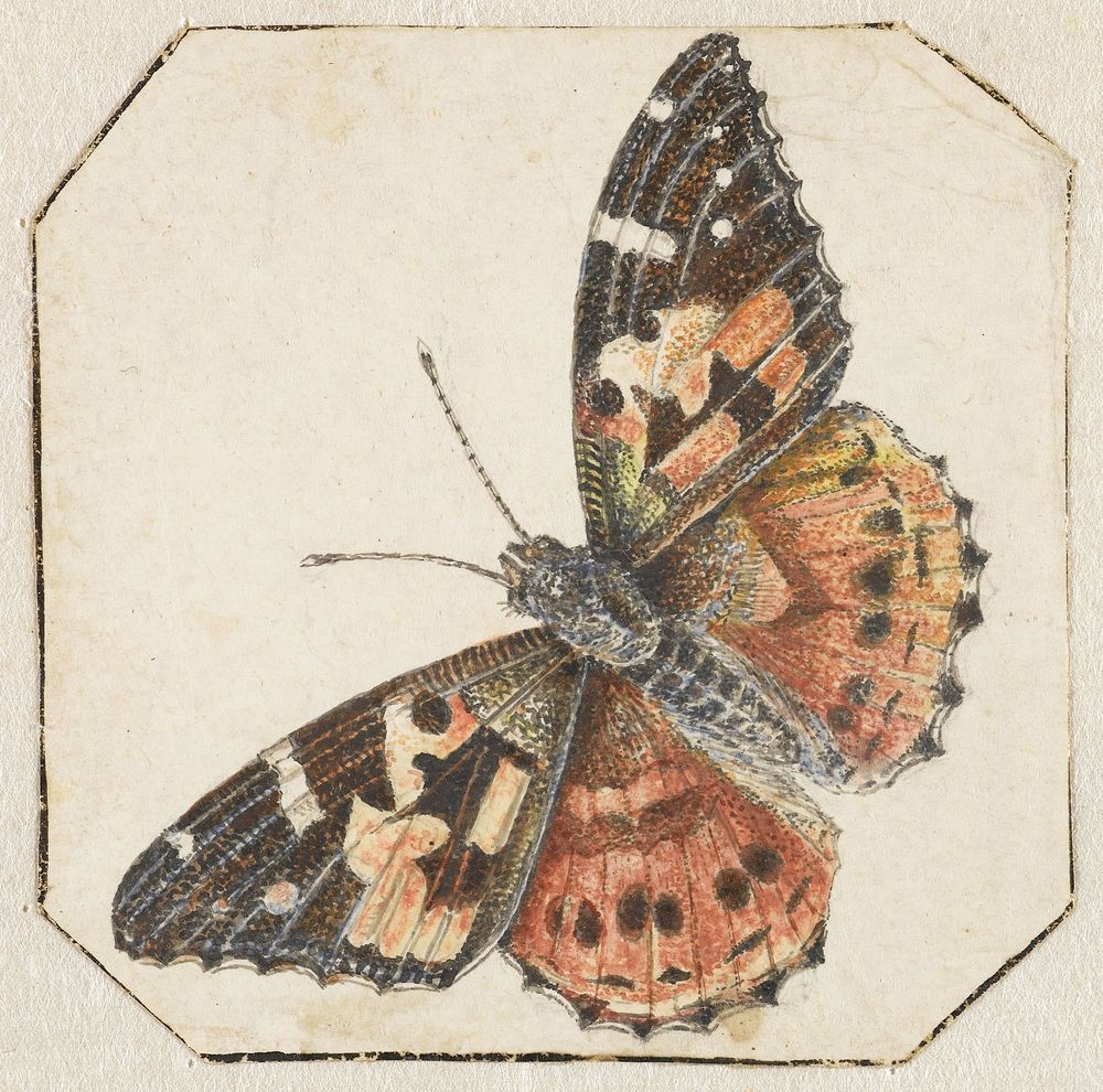 Distelvlinder (Vanessa cardui) (1700 - 1800) by Pieter Barbiers