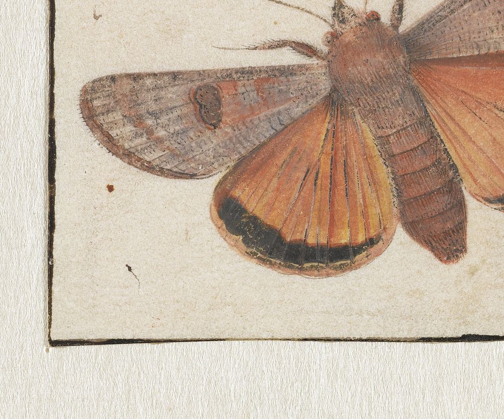 Nachtvlinder: Huismoeder (Noctua pronuba) (1700 - 1800) by Pieter Barbiers