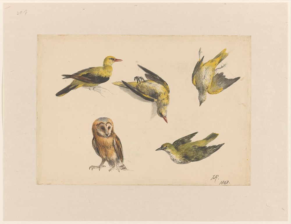 Studies van een uil en twee wielewalen (1843) by Henriëtte Ronner and Josephus Augustus Knip