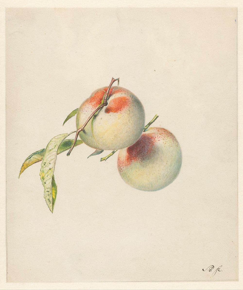Twee perziken aan hun steeltjes (1824 - 1900) by Albertus Steenbergen