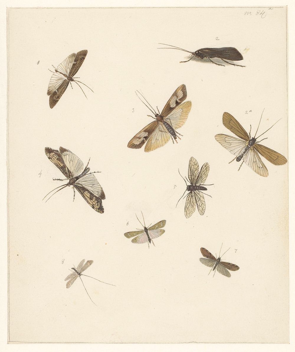 Studieblad met acht nachtvlinders (1824 - 1900) by Albertus Steenbergen