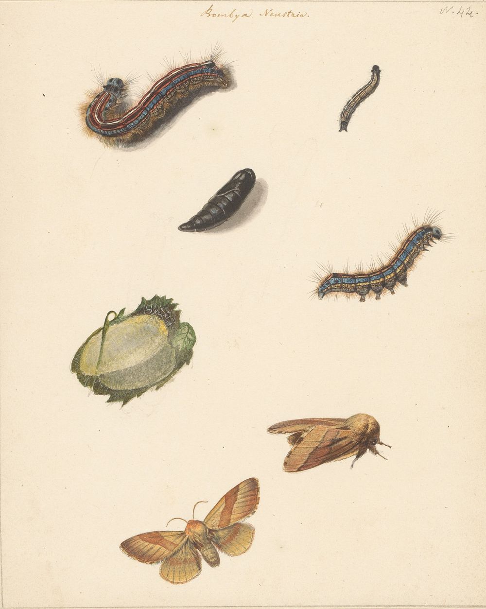 Studieblad met diverse rupsen, nachtvlinders, een ei en een cocon van de Bombya Neustria (1824 - 1900) by Albertus…