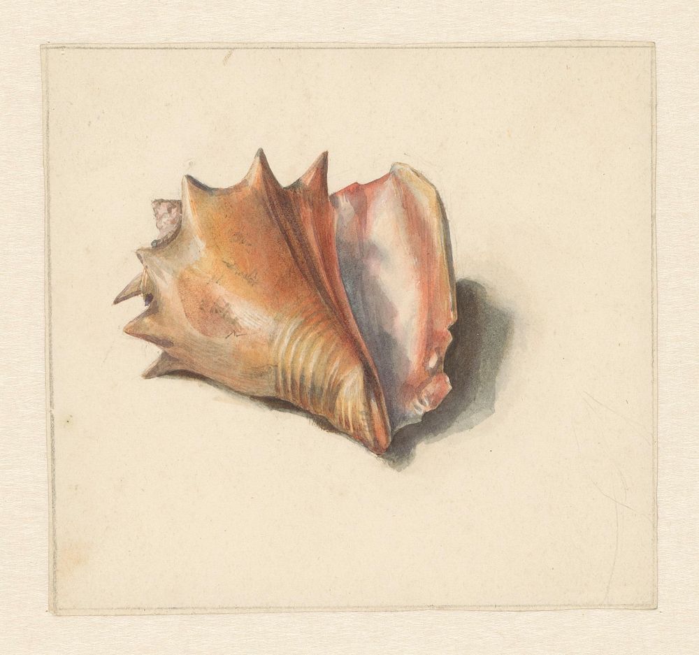 Studie van een schelp (1824 - 1900) by Albertus Steenbergen