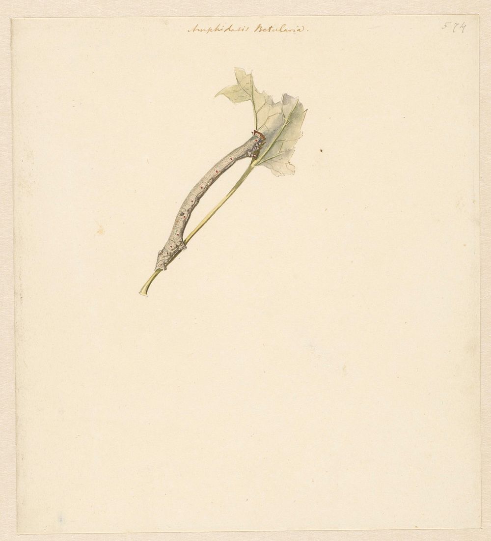 Studieblad met rups, Amphidasis Betularia (1824 - 1900) by Albertus Steenbergen