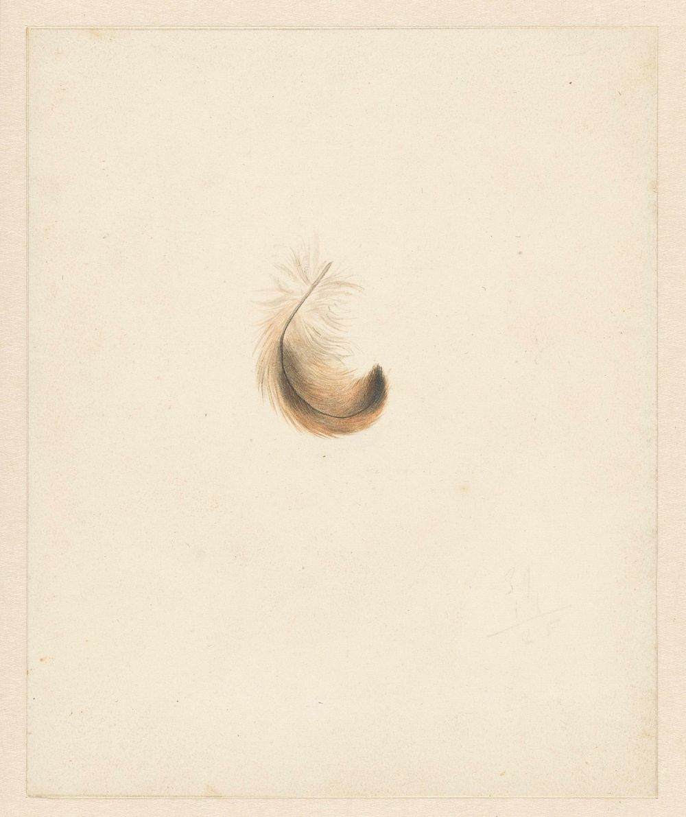 Studie van een veertje (1824 - 1900) by Albertus Steenbergen