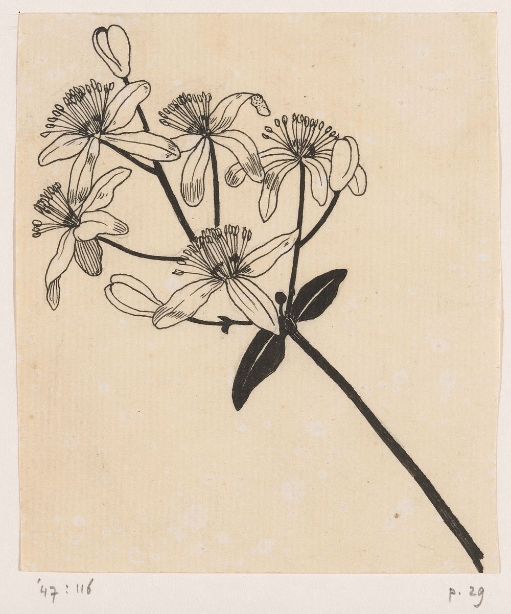 Clematis (in or before 1893) by Willem Wenckebach