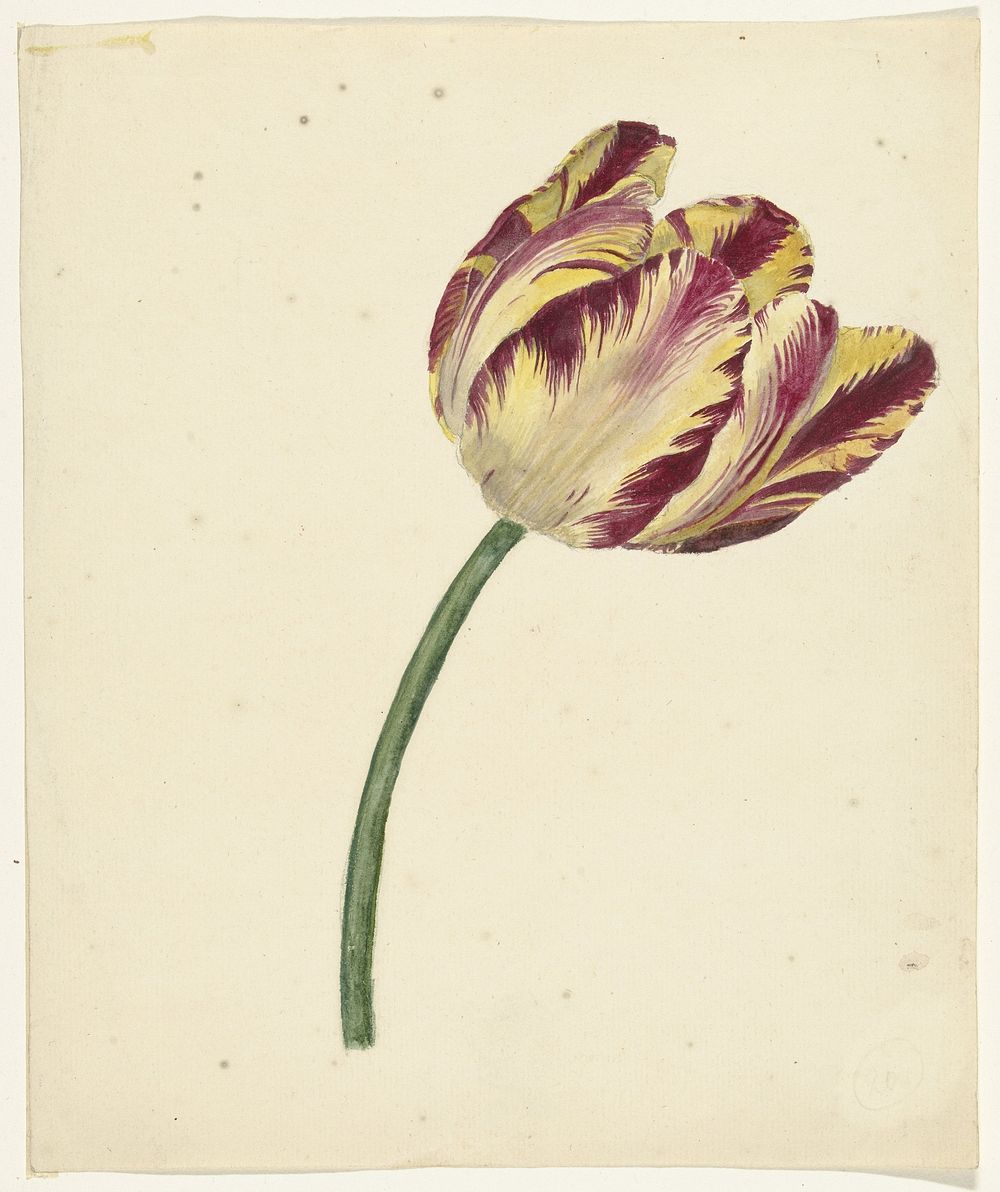 Geel-rode tulp (1700 - 1800) by anonymous