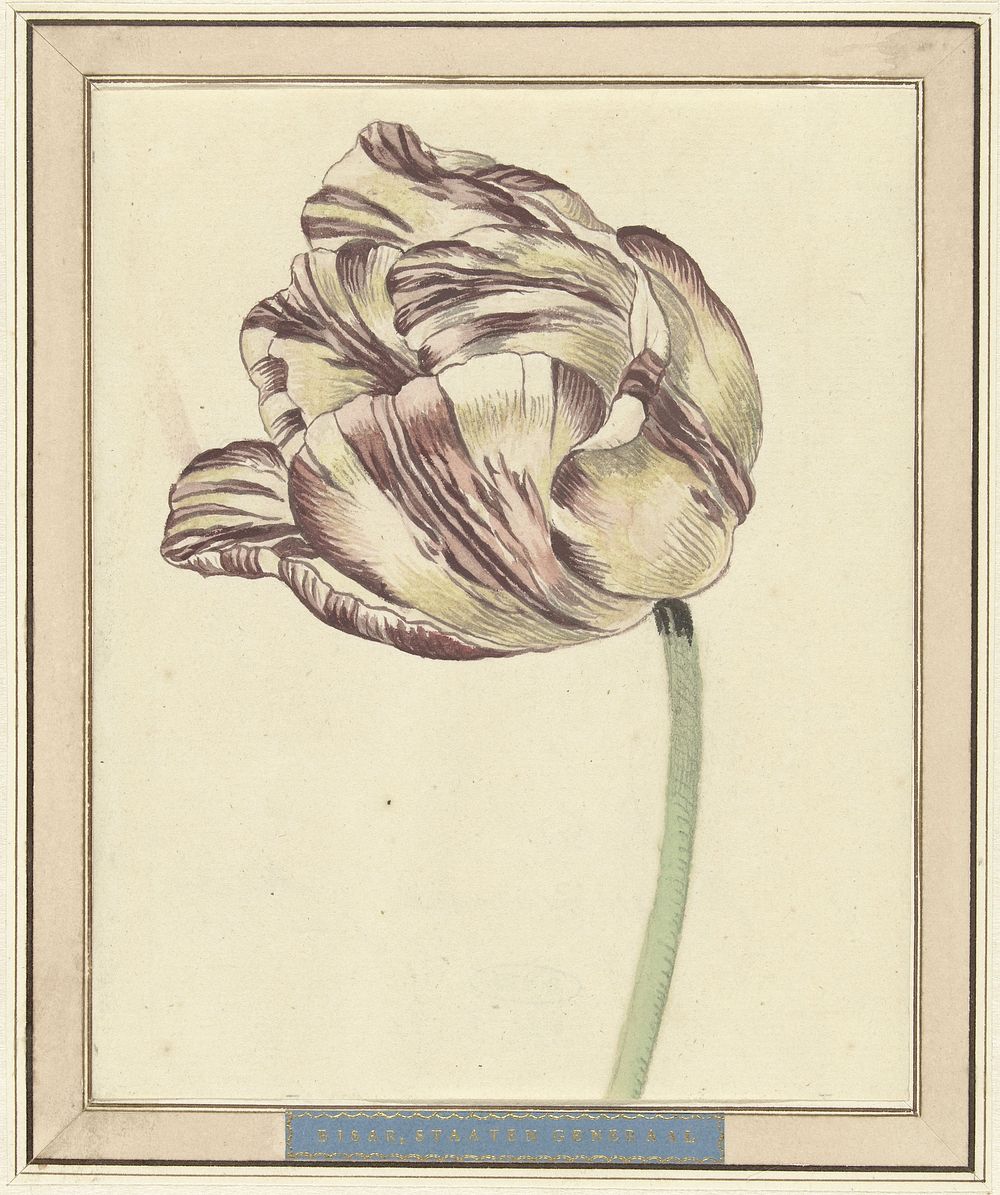 Tulp, met de naam Bisar, Staaten Generaal (1730) by Daniël Marot II