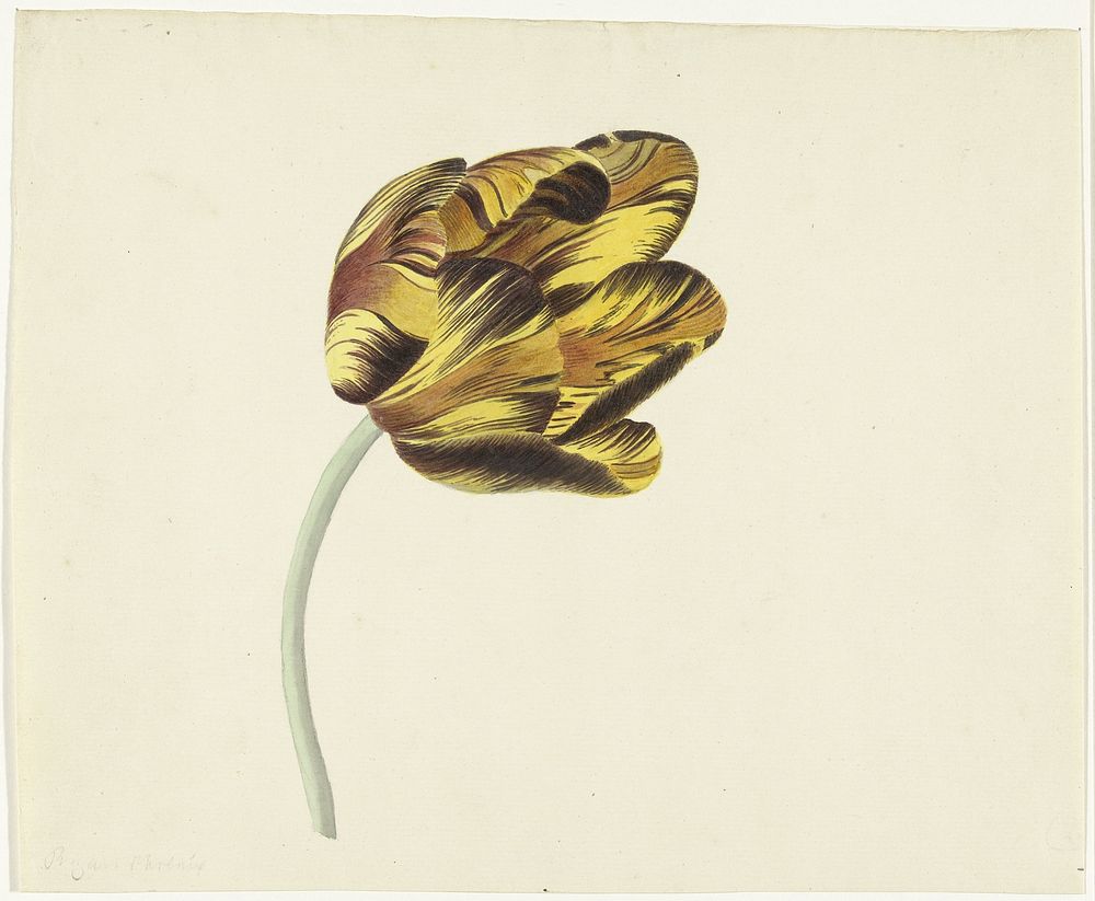 Tulp genaamd Bizard Phoenix (1741 - 1795) by Cornelis van Noorde