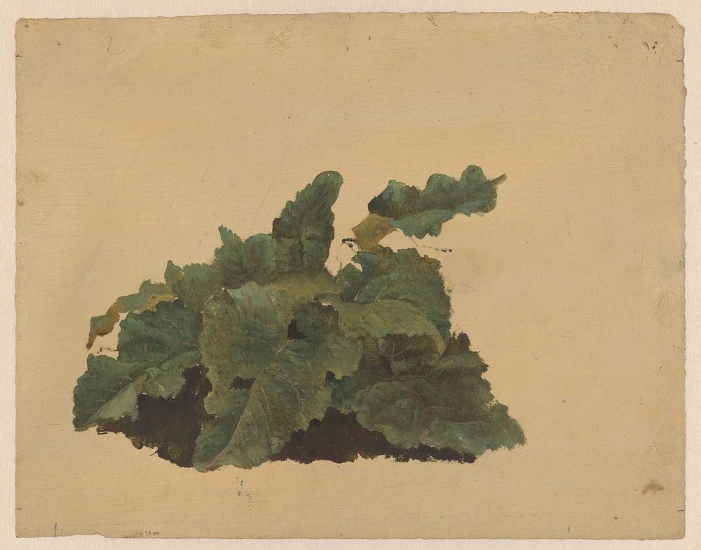 Bladeren van een Rabarberachtige plant (1834 - 1879) by Cornelis Johannes de Vogel