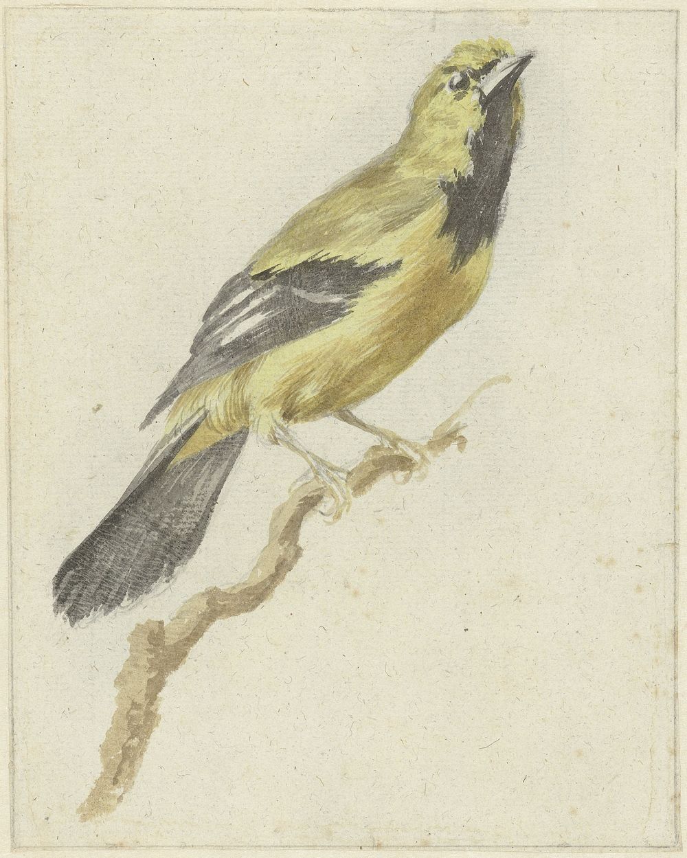 Gele Troepiaal (Icterus nigrogularis) (1700 - 1800) by Pieter Gevers