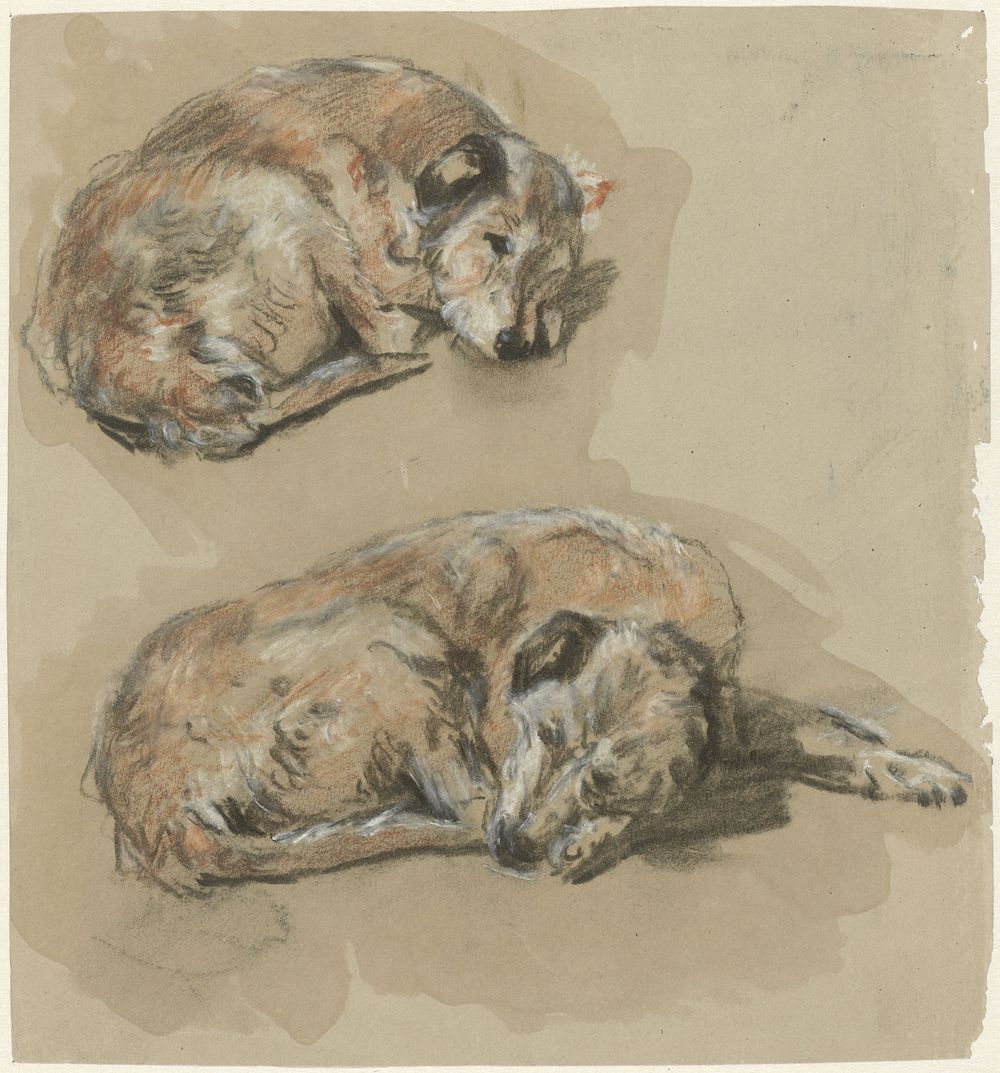 Twee studies van een liggende hond (1821 - 1891) by Guillaume Anne van der Brugghen