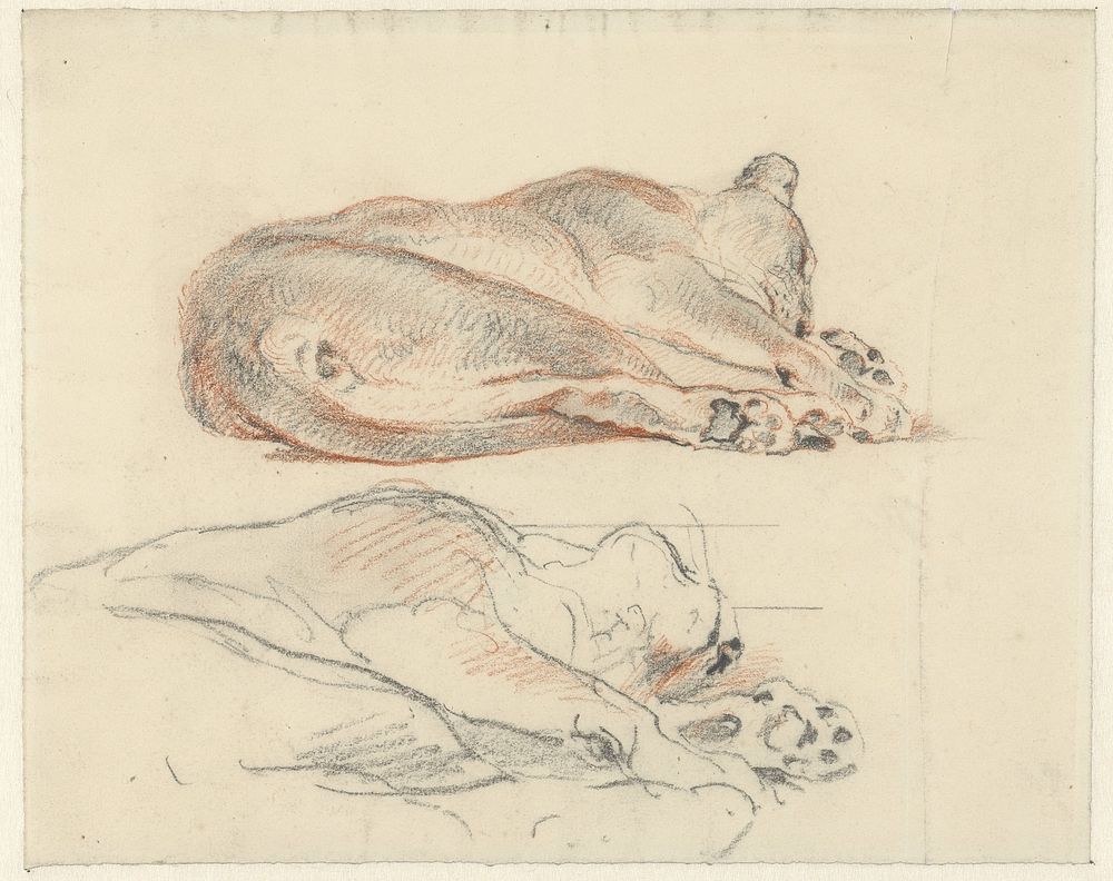 Twee studies van een liggende tijger (1821 - 1891) by Guillaume Anne van der Brugghen