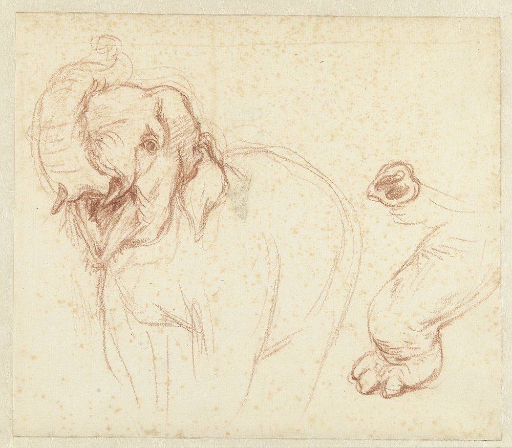 Schets van een olifant, poot en slurf (1732 - 1789) by Petrus Camper