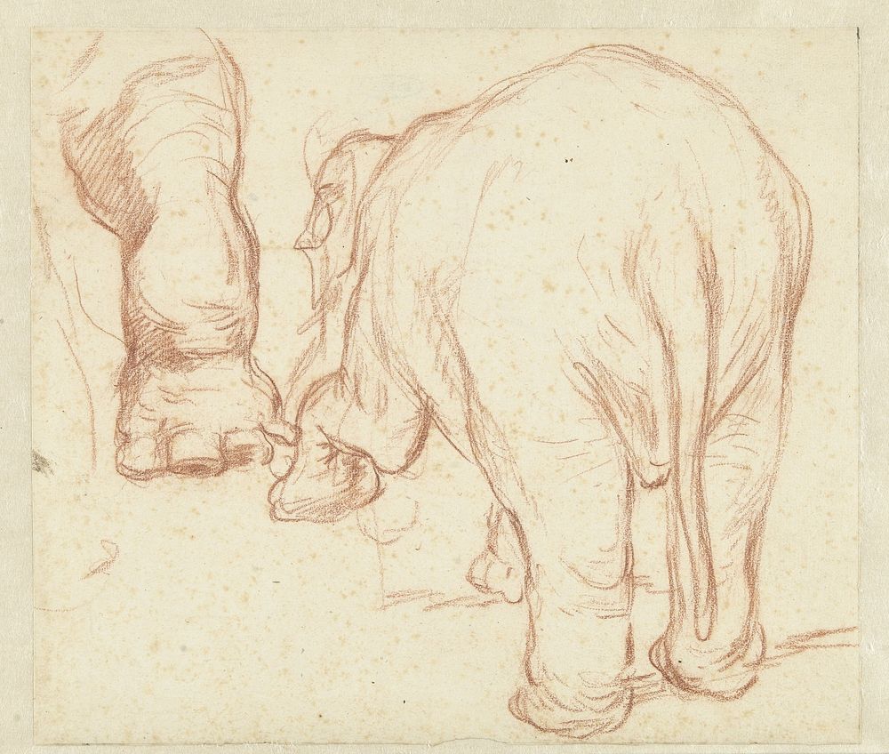 Staande olifant, van achteren, en een poot (1732 - 1789) by Petrus Camper
