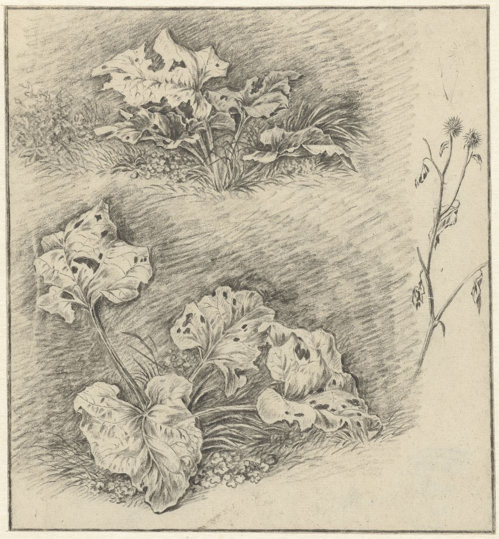 Studies van weideplanten (1775 - 1851) by Pieter Janson