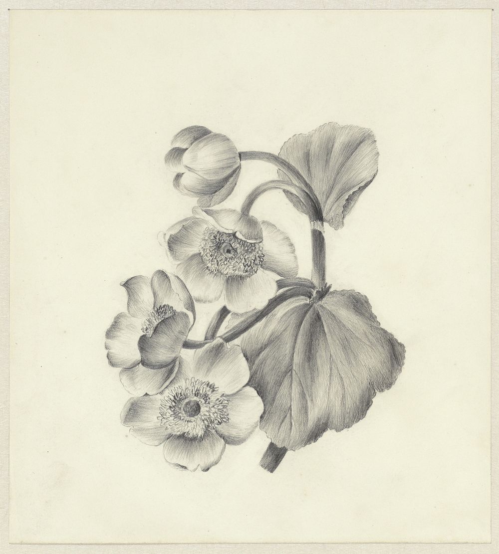 Dotterbloemen (1837) by Antoinette Luden