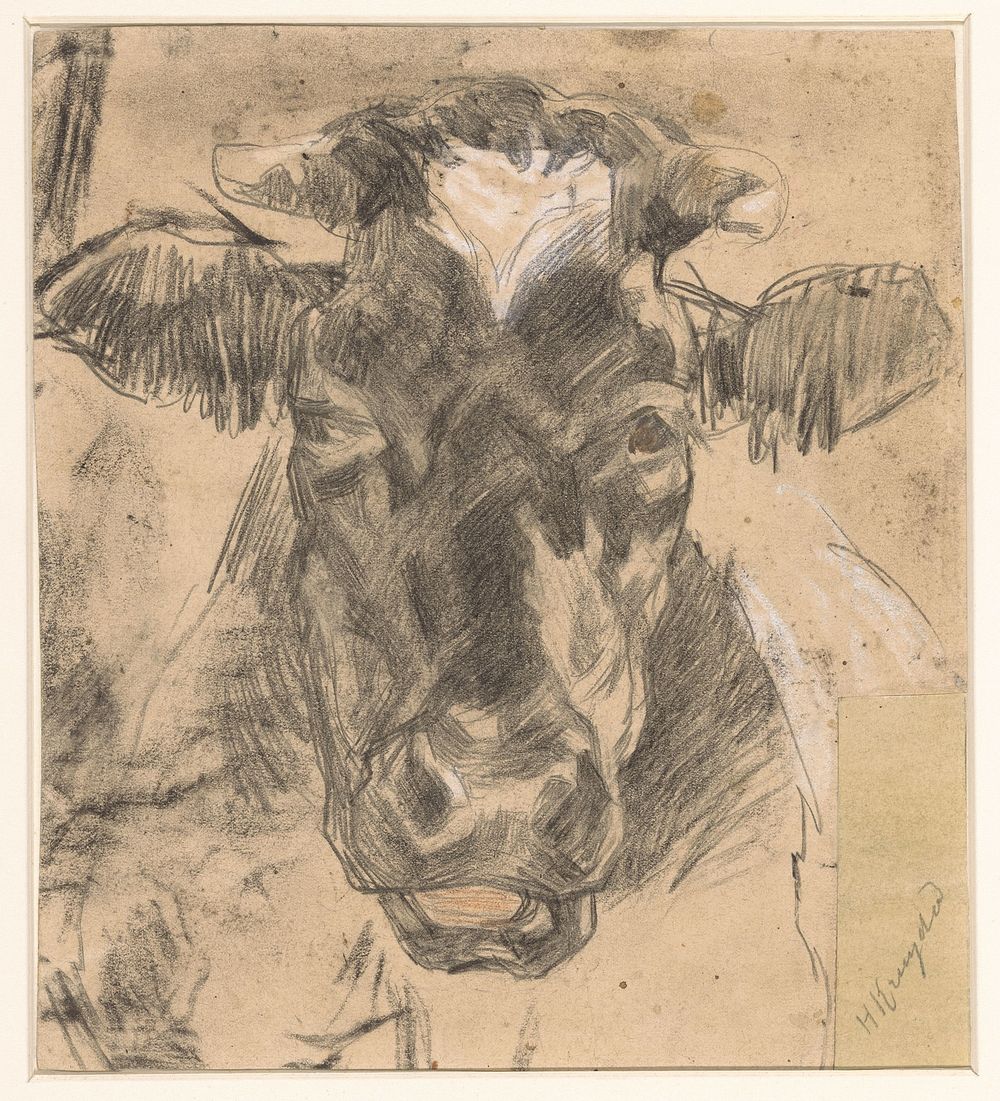 Kop van een koe (1891 - 1935) by Herman Kruyder
