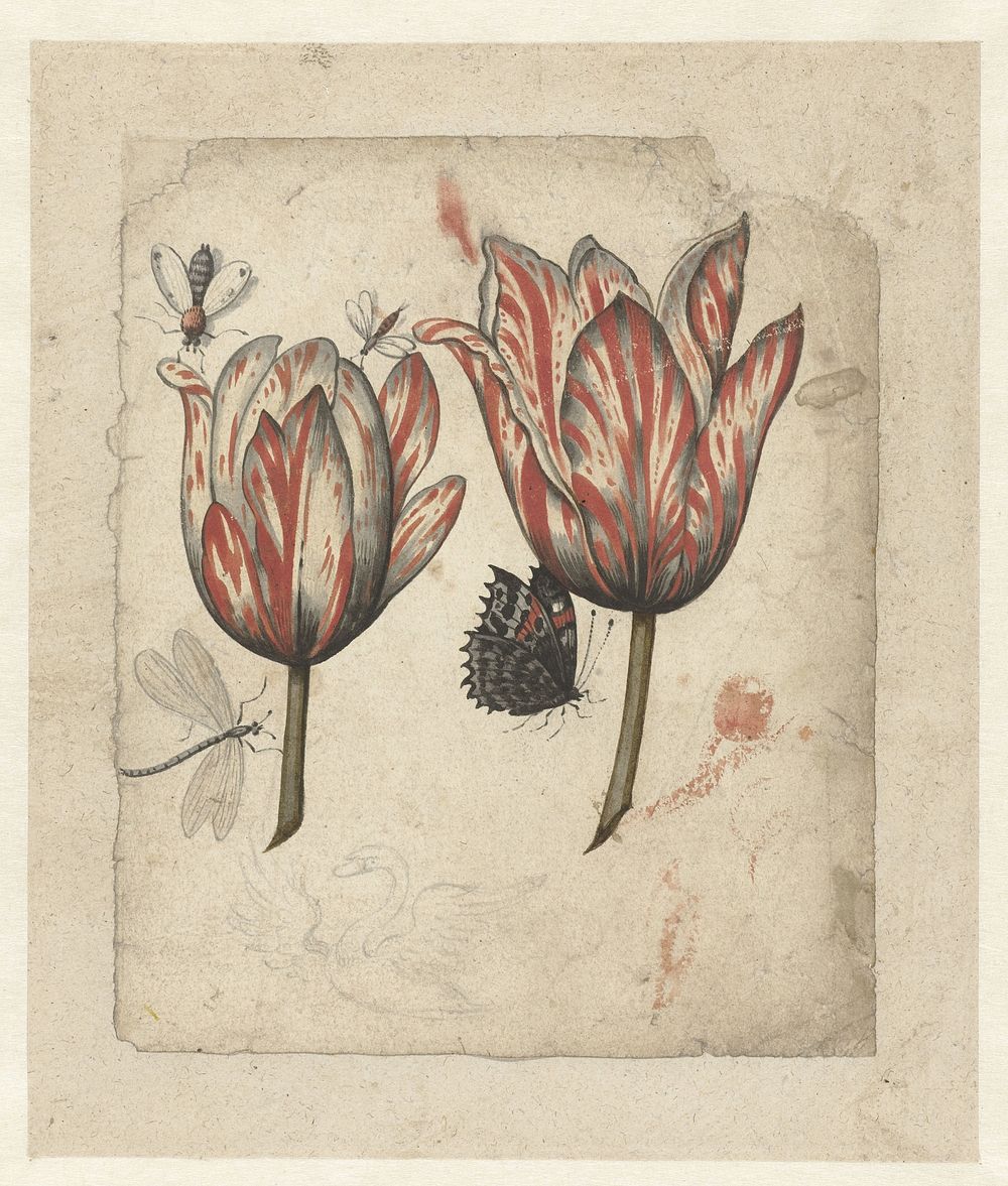 Blad met twee tulpen en enkele insecten (1600 - 1699) by anonymous