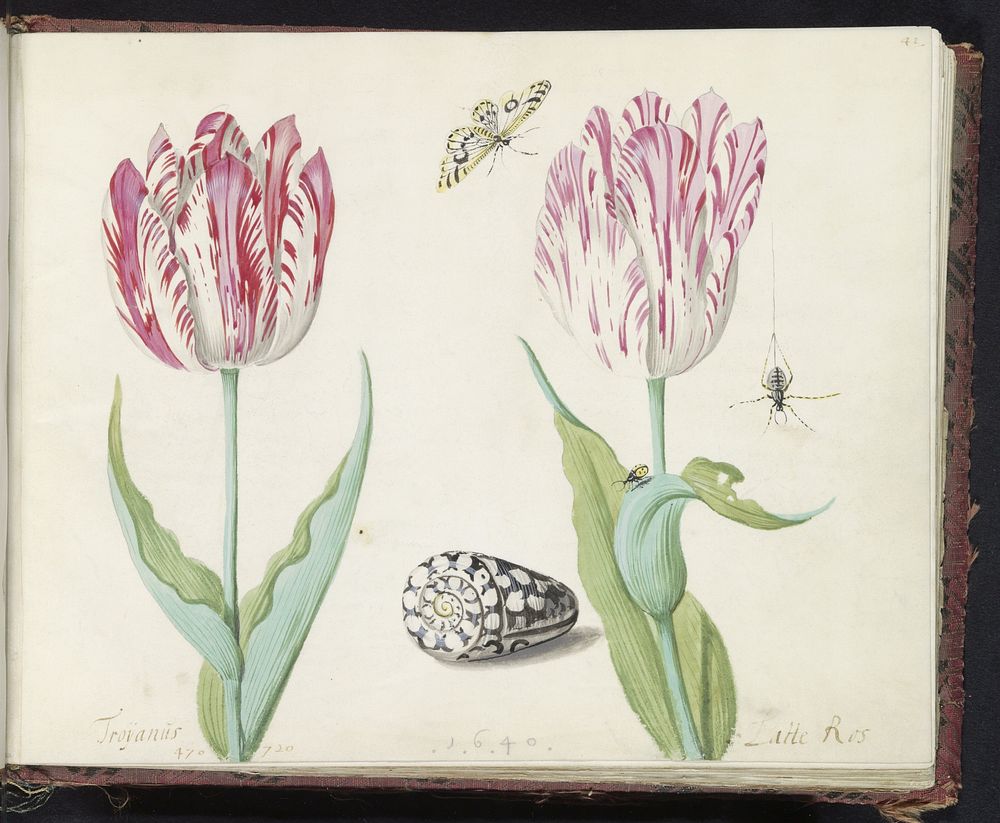 Twee tulpen met schelp, vlinder, spin en lieveheersbeestje (1640) by Jacob Marrel