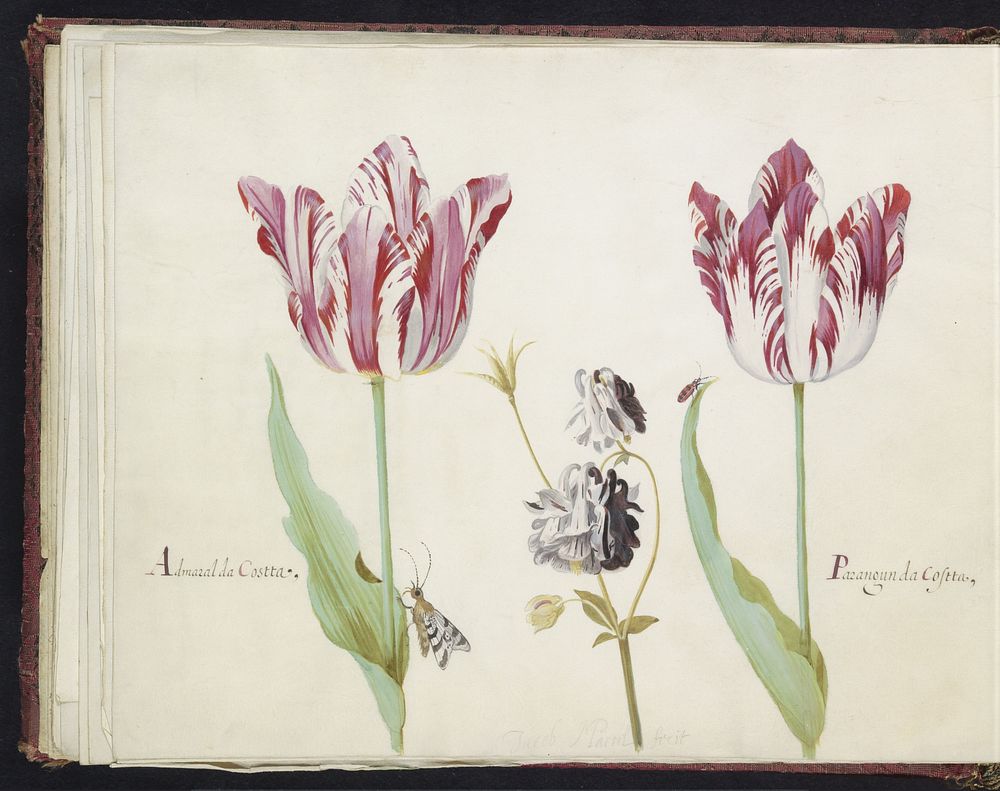 Twee tulpen met akelei, nachtvlinder en kever (1637) by Jacob Marrel