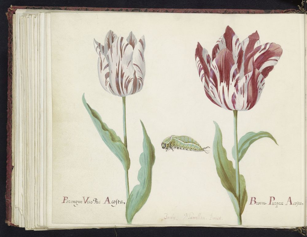 Twee tulpen met rups (1637) by Jacob Marrel