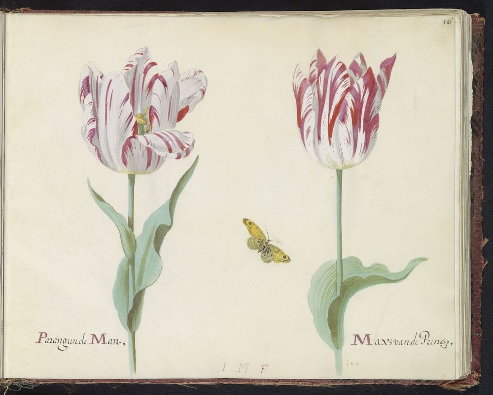 Twee tulpen met vlinder (1637) by Jacob Marrel