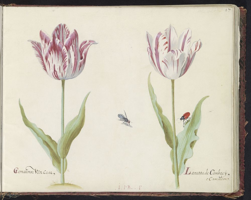 Twee tulpen met mug en kever (1637) by Jacob Marrel