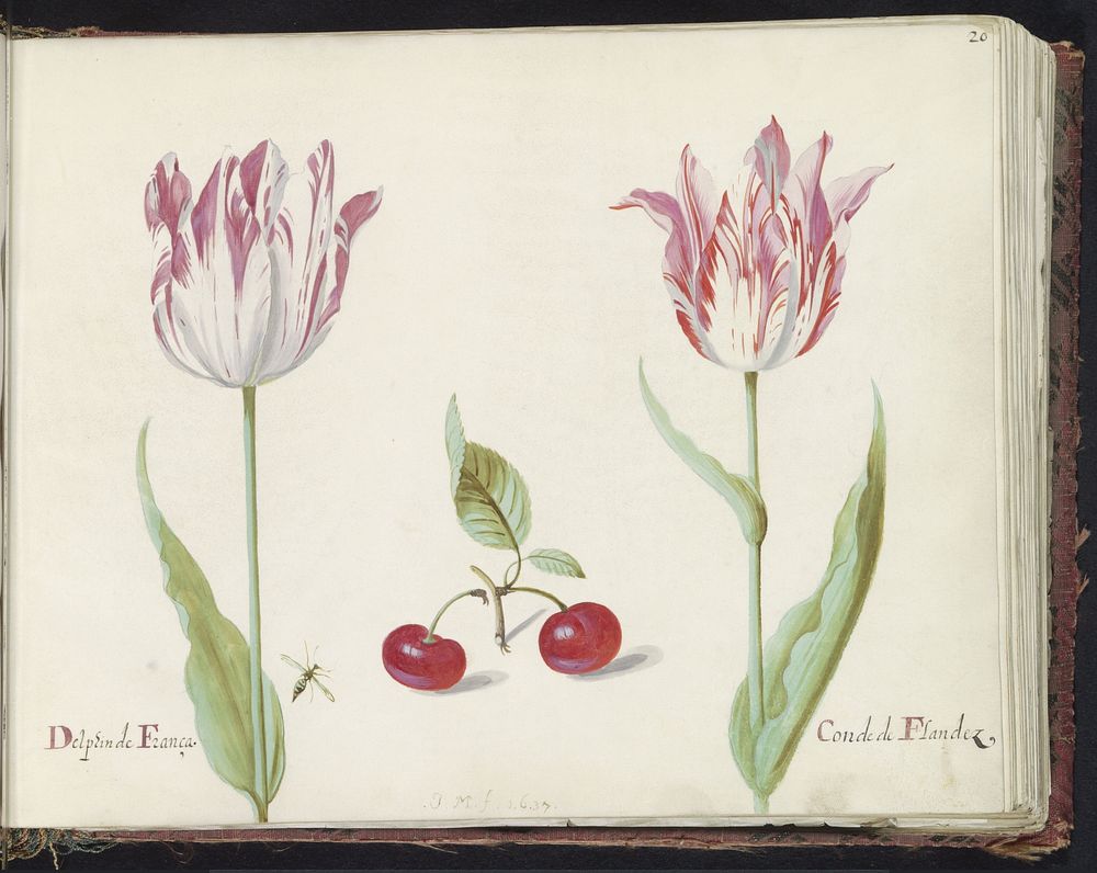Twee tulpen met twee kersen en vlieg (1637) by Jacob Marrel