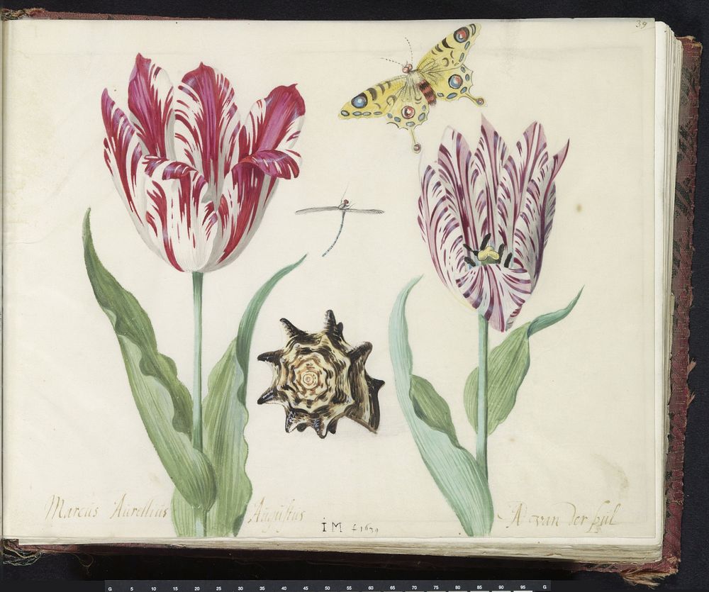Twee tulpen met schelp, waterjuffer en vlinder (1639) by Jacob Marrel