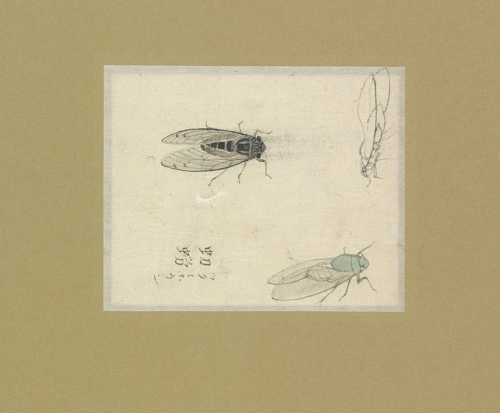 Drie studies van vliegen (1790 - 1847) by Nonoyama Kozan
