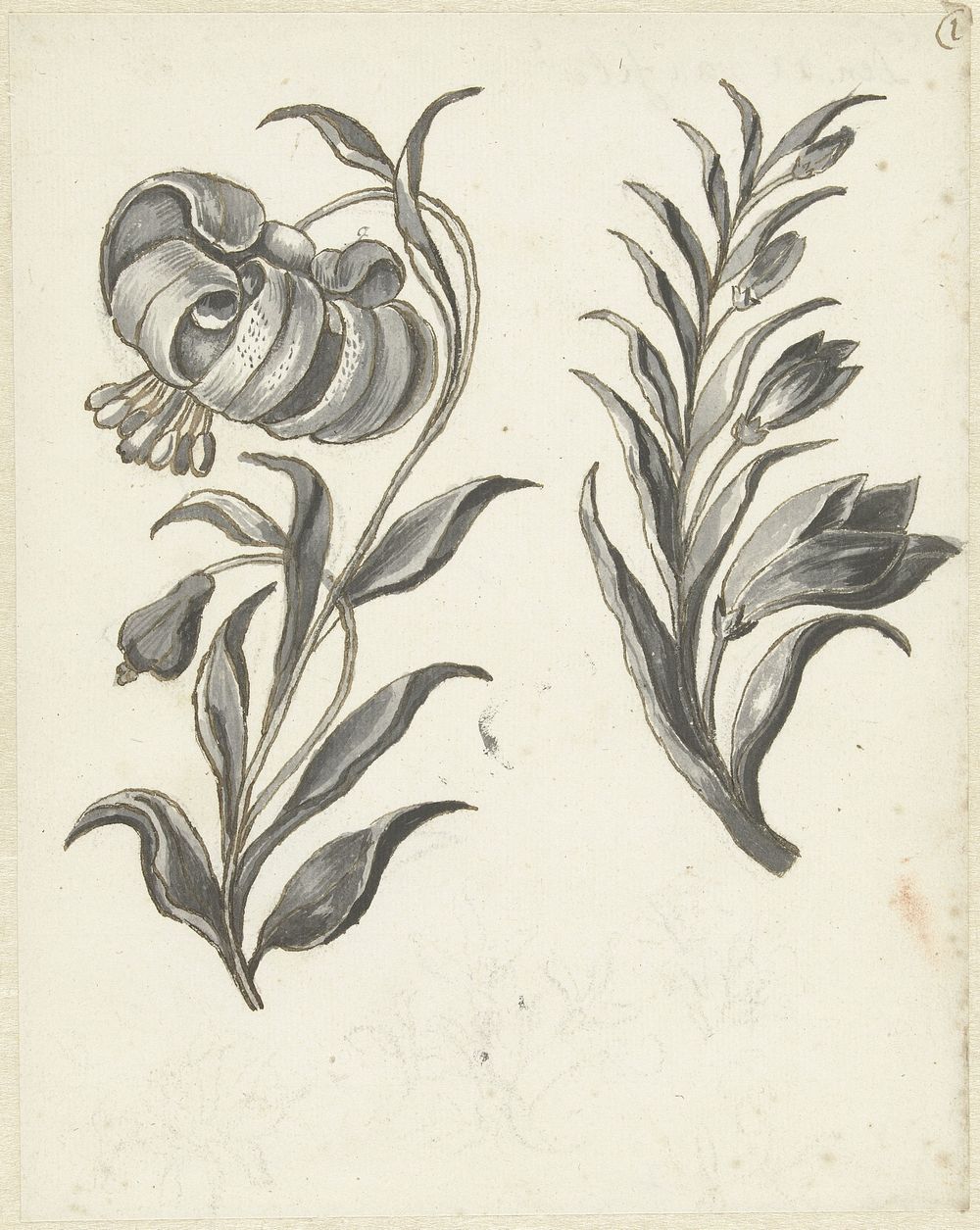 Tijgerlelie en gemene Bolderik (1683 - 1733) by Bernard Picart