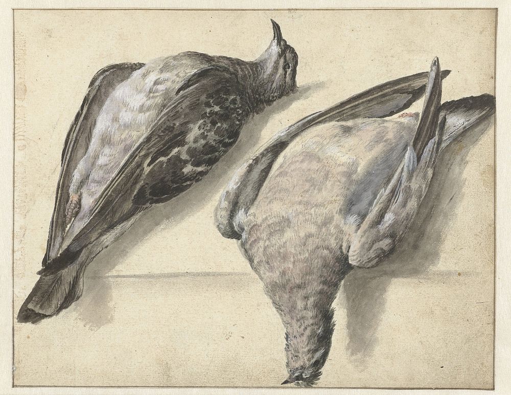 Twee dode duiven (1649 - 1709) by Rochus van Veen