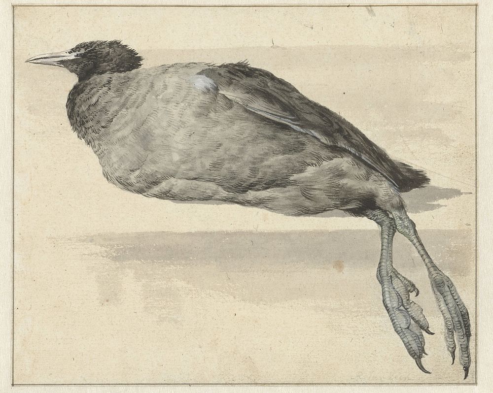 Dode meerkoet (1649 - 1709) by Rochus van Veen