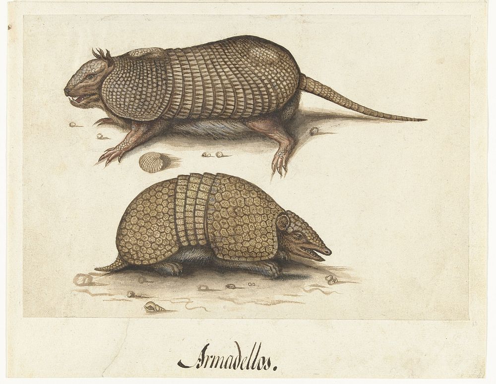 Album Sheet with Two Armadillos (c. 1550 - c. 1570) by Lambert Lombard and anonymous