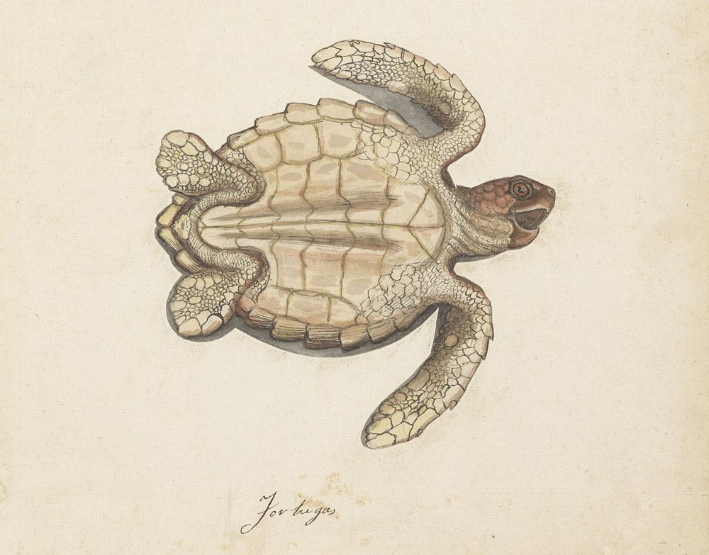Zeeschildpad (1560 - 1585) by anonymous
