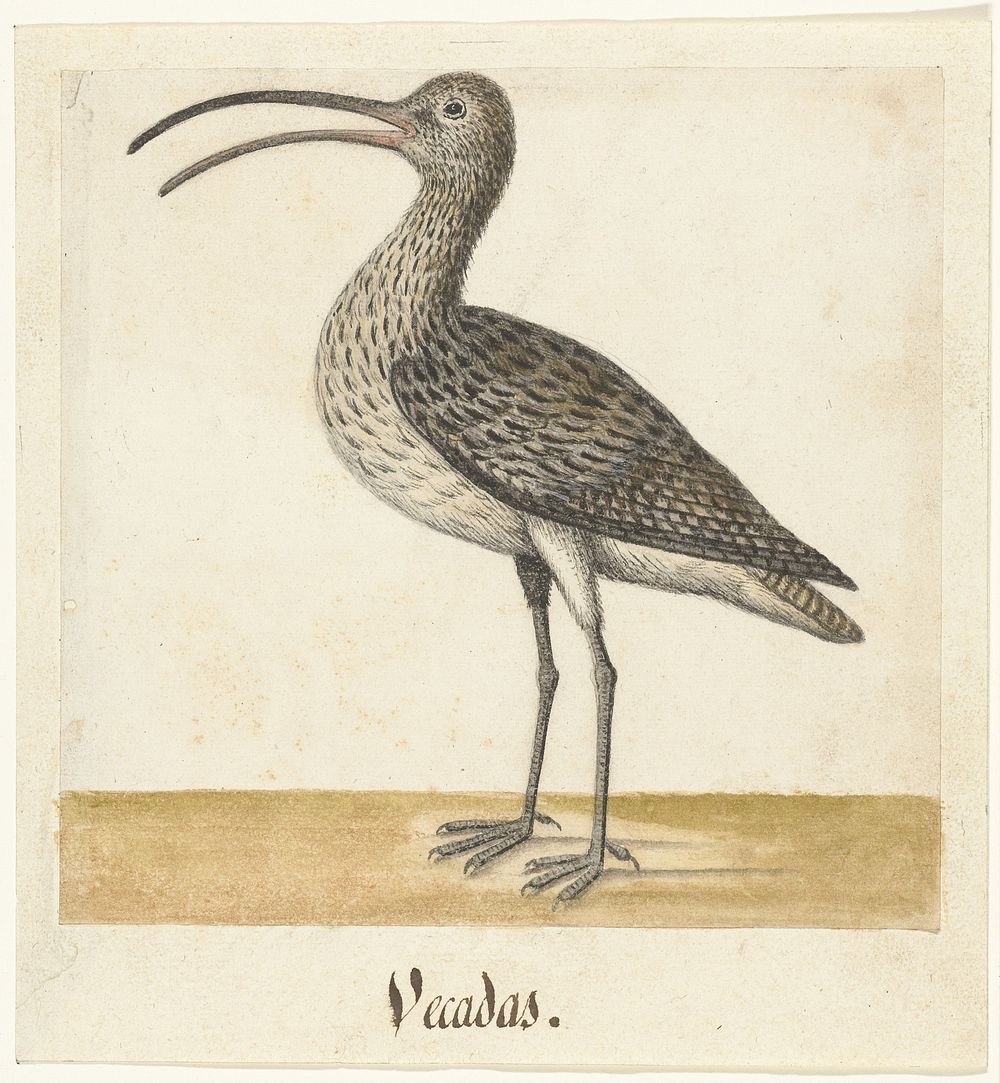 Wulp (1560 - 1585) by anonymous