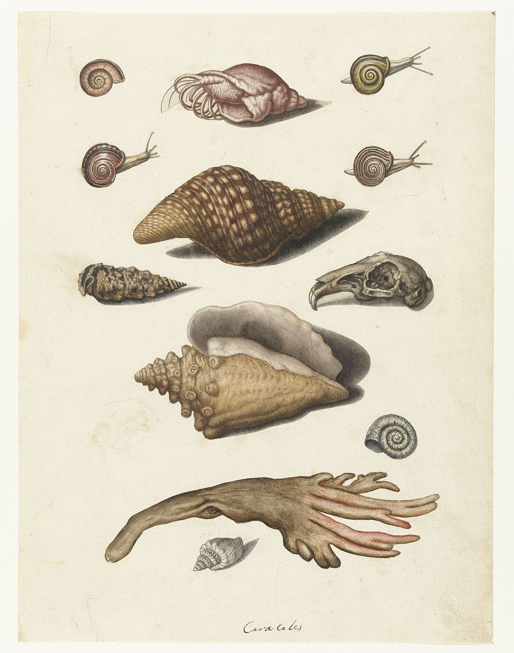Schelpdieren, zeewier, slakken en konijnenschedel (1560 - 1585) by anonymous