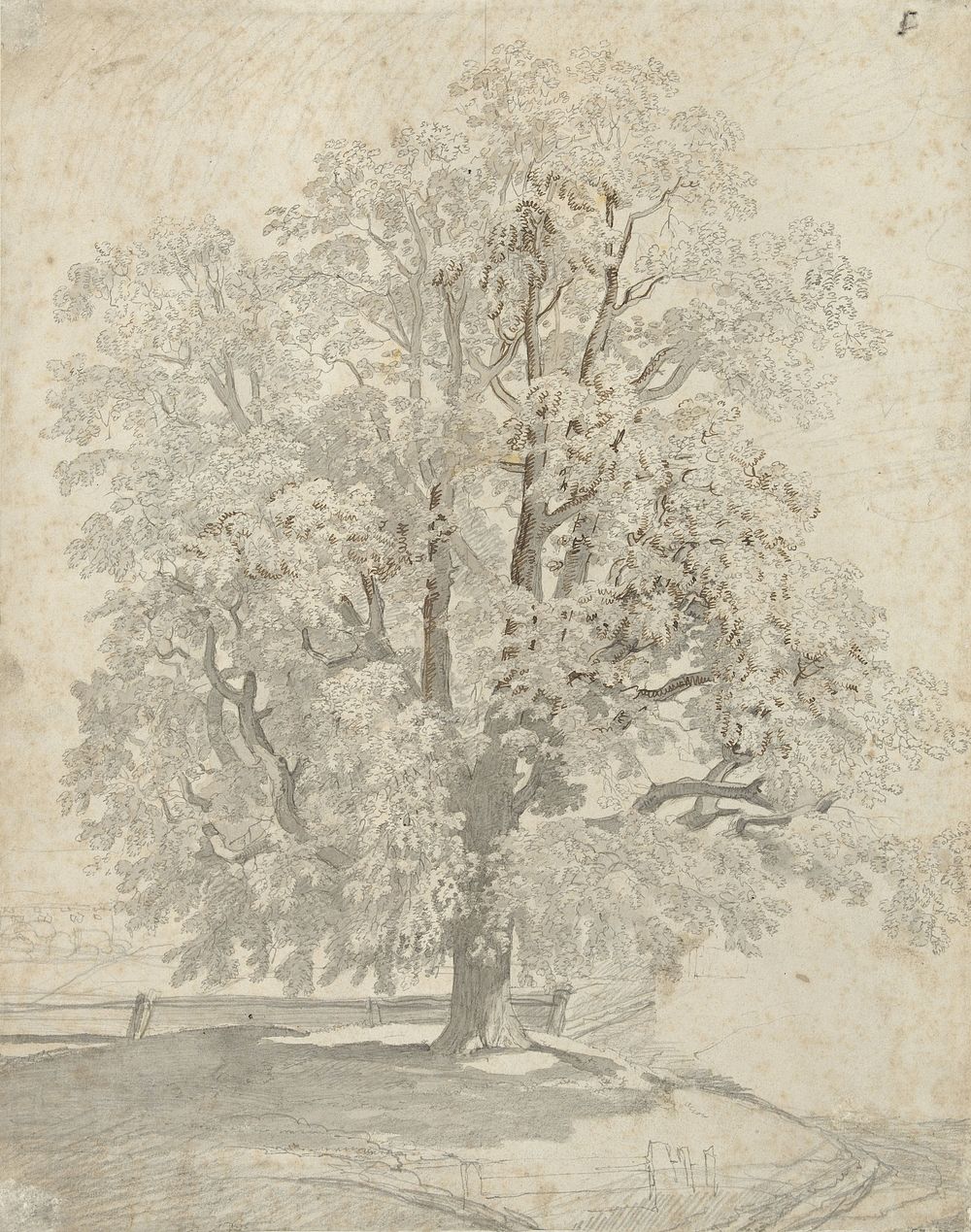 Boomstudie (1740 - 1771) by Franz Edmund Weirotter