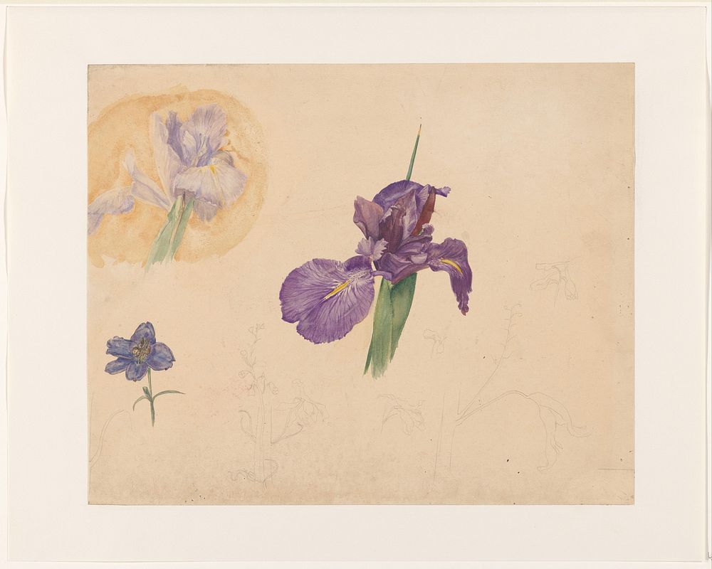 Studies van een iris en ridderspoor (1878 - 1943) by Willem van Konijnenburg