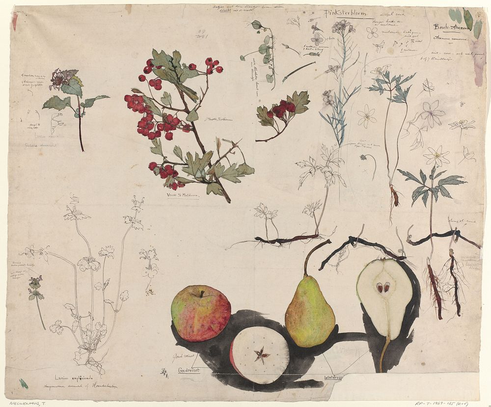 Studieblad met vruchten, planten en bloemen (1876 - 1951) by Theo Nieuwenhuis